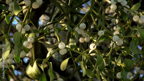 European Mistletoe Berries (Viscum album) Growing Wild in a Tree