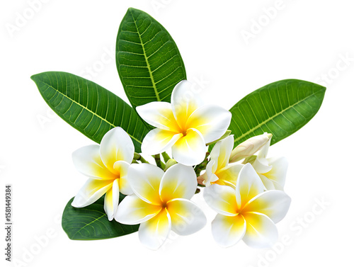 Beautiful white and yellow plumeria flowers with green leaves isolated on transparent background