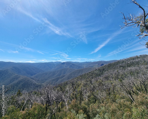 Australian Eucalypt Forest at Black Perry lookout in the Snowy Mountains near Tumut New South Wales. Bushfire damaged trees regenerating.