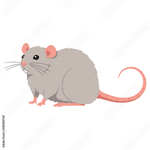 A cute gray rat with a pink tail is standing, isolated on white background