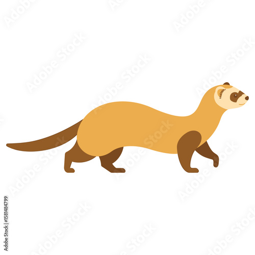 A cute ferret with brown and yellow fur is walking, isolated on white background