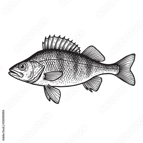 Perch fish vector image in black and white, with heavy black outlines, perfect for minimal illustrations or freshwater species identification graphics.