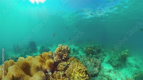 Wallpaper Mural Beautiful underwater world with coral reef and tropical fishes. Philippines. Travel vacation concept Torontodigital.ca