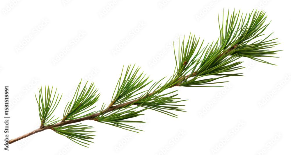 PNG Pine tree branch isolated plant decoration. PNG Pine tree branch isolated plant decoration.