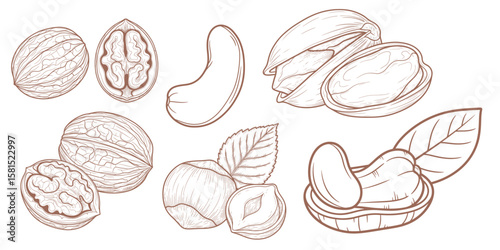 Nuts in Outline: Detailed Illustration of Walnuts, Cashews, Pistachios, and Hazelnuts