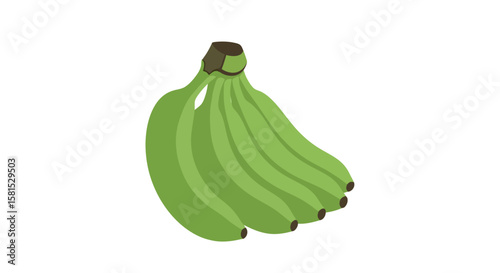 Bunch of Green Bananas - Fresh and Unripe