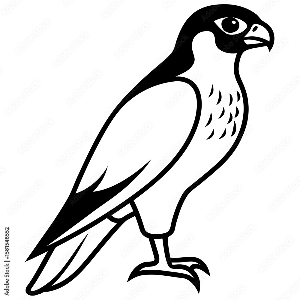 Fototapeta premium falcon perched with sharp eyes on white background
