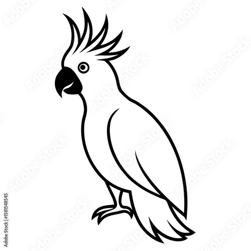 cockatoo with raised crest on white background