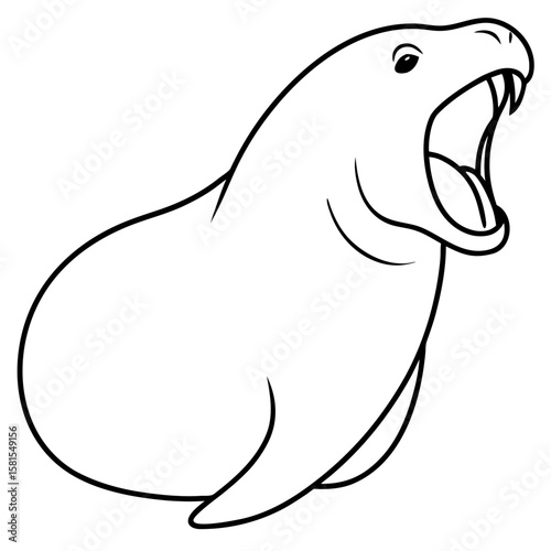 walrus yawning wide on white background
