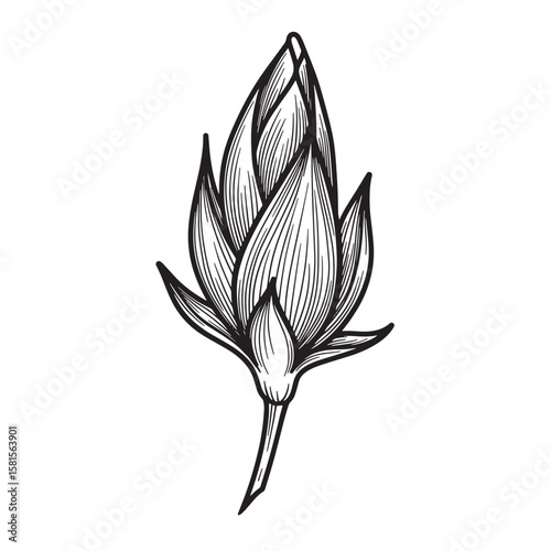 Artistic botanical illustration of a floral bud in detailed black and white vector design