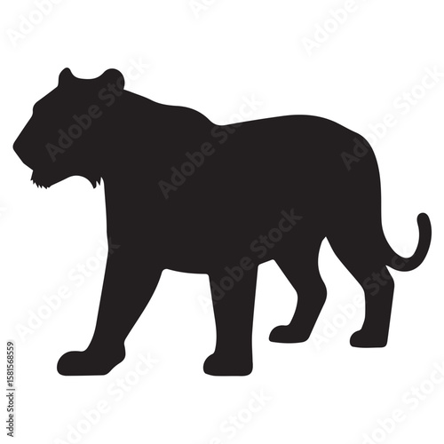 Silhouette of a powerful tiger walking with its mouth slightly open showing teeth against a white background