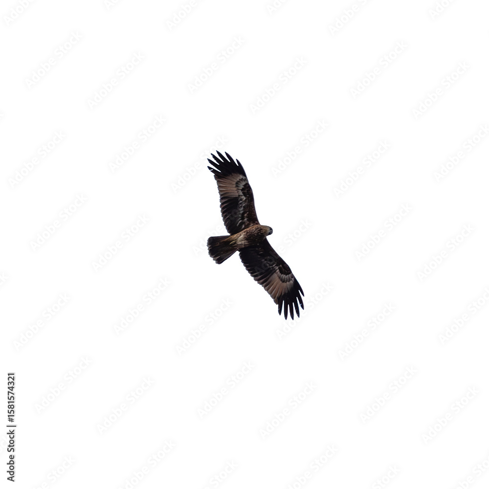 Obraz premium Clear Background Sea Eagle flying over Patong Beach looking for his food on the beautiful island of Phuket Thailand 