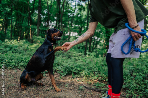Photos Doberman pinscher shaking trainer's hand in forest during training session