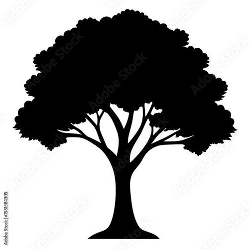 Mahogany Tree Silhouette on White Background