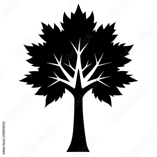 Maple Tree Silhouette on White Background