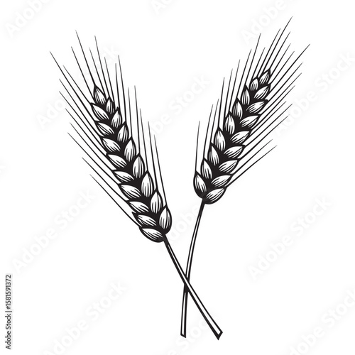 Detailed black and white illustration of two crossed wheat stalks on a white background