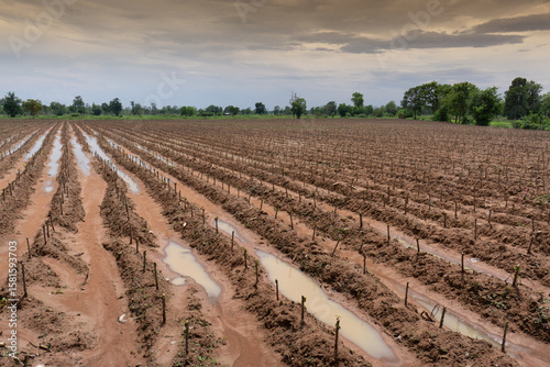 Cassava plants sticks pushed in to ground creating cash crop but also degrading soil and causing deforestation