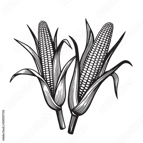 Intricate black and white illustration of two ears of corn with leaves