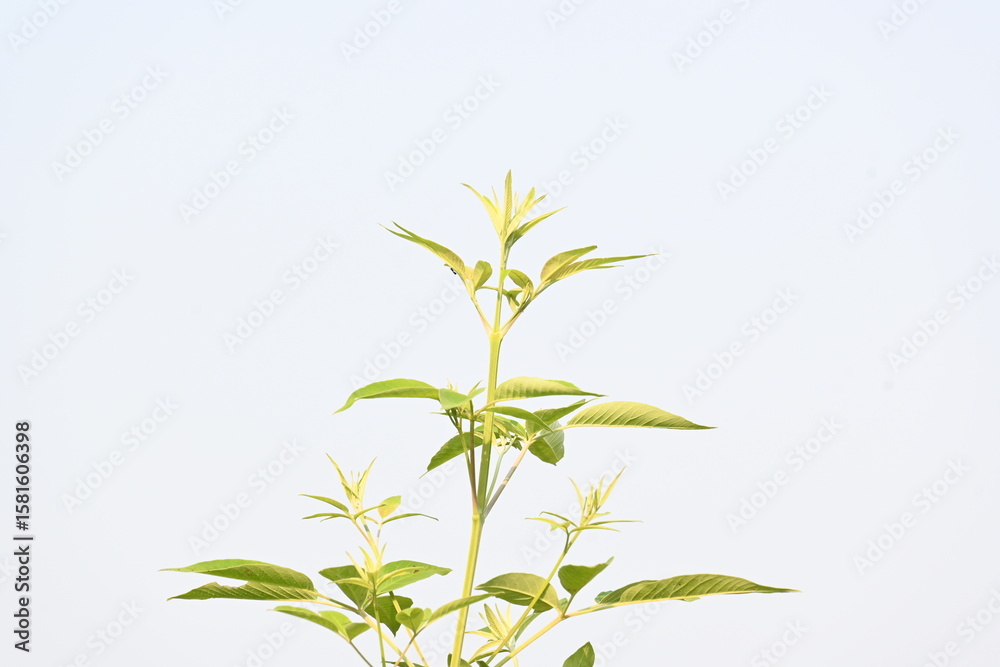 Fototapeta premium Vitex negundo plant. Its other name Chinese chaste tree,&nbsp;five-leaved chaste tree,&nbsp;horseshoe vitex, nisinda and Nirgundi. It is a large&nbsp;aromatic&nbsp;shrub. It is an Ayurvedic medicine.