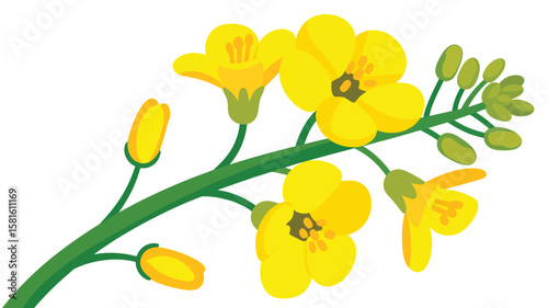 Bright yellow rapeseed flowers and buds on a green stem isolated on white