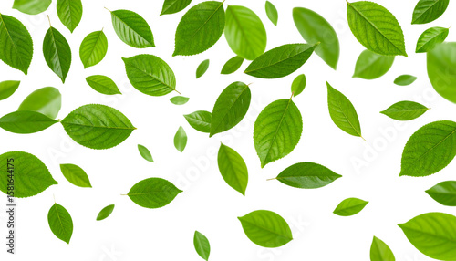 Wallpaper Mural Green background with seamless pattern of leaves. Flowers isolated on white background Torontodigital.ca