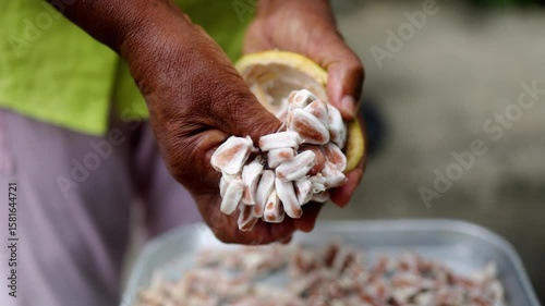 Senior Black woman harvesting cacao seeds by hand in traditional process, Latin America