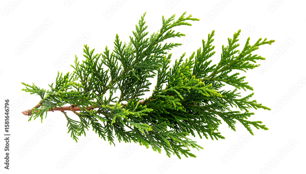 Fototapeta premium Fresh rosemary and green pine branches isolated on white background. 