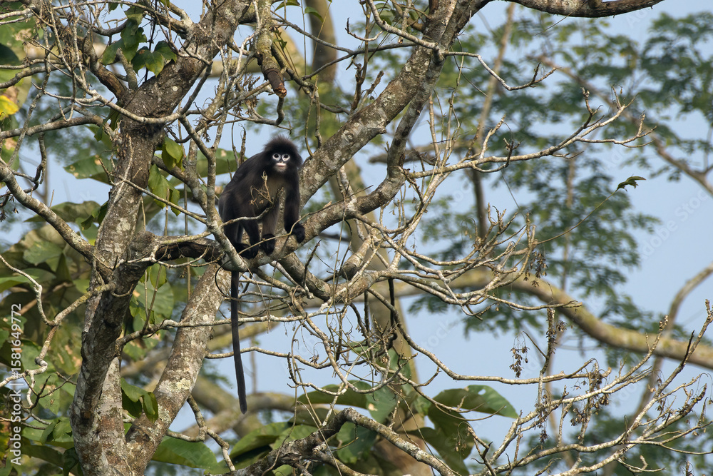monkey_PAP8955.jpg monkey_PAP8955.jpg