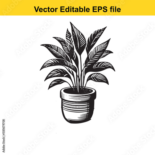 A potted houseplant with large leaves in a striped pot