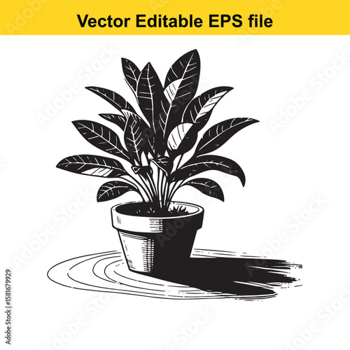 A potted houseplant with a shadow