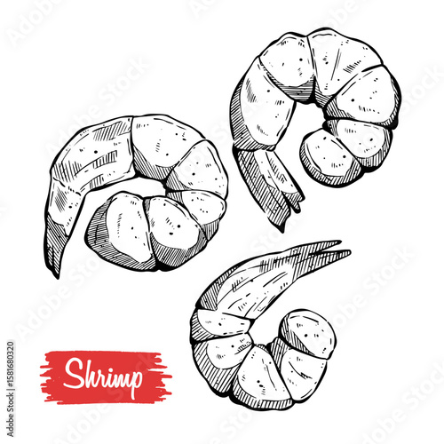 tasty grill shrimp with hand drawing style on white background