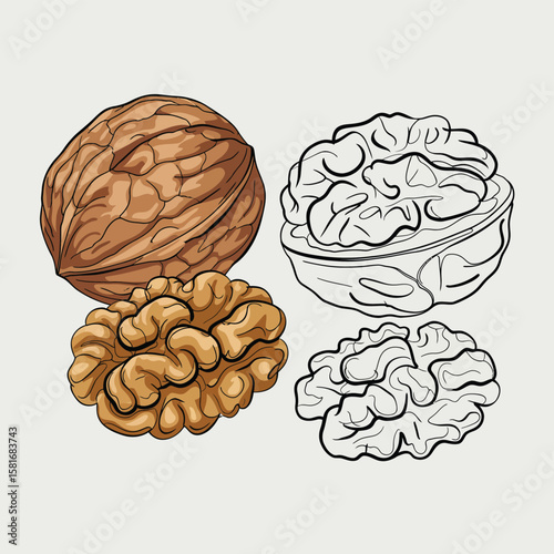 Illustration of a whole walnut a shelled walnut and two walnut halves