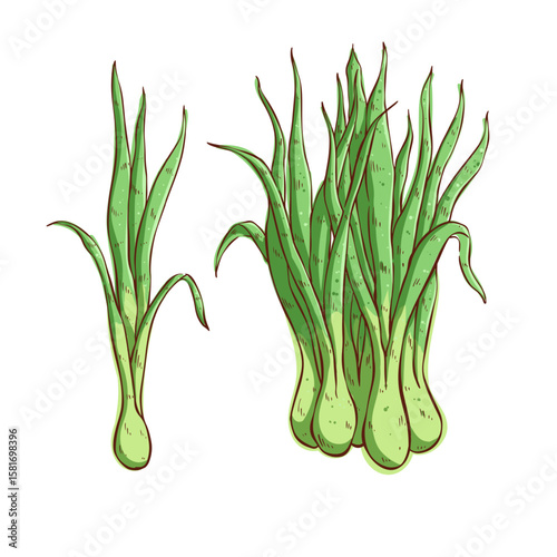 doodle Lemon Grass illustration on white background