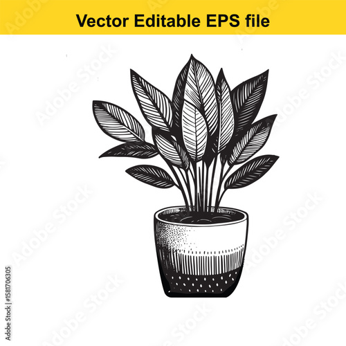 A potted plant with lush green leaves, isolated on white