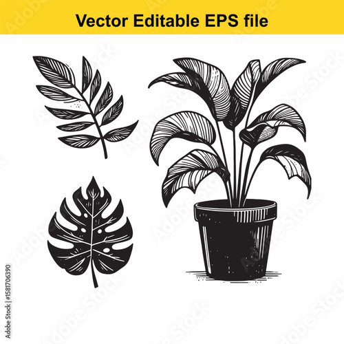 A potted plant with leaves and separate foliage, isolated