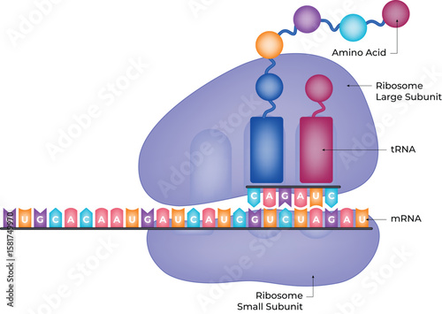 Protein Synthesis Ribosome, mRNA, tRNA, and Amino Acids Vector Illustration