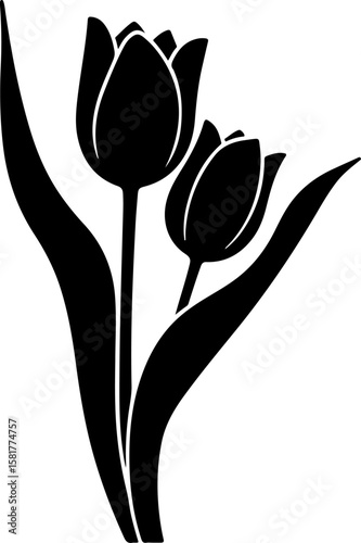 black and white tulip