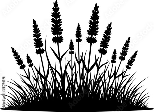 grass silhouette isolated on white. grass, field, nature, wheat, plant, sky, summer, sunset, agriculture, meadow, grain, blue, farm, green, cereal, landscape, crop, sun, yellow, rural, corn, wind, aut
