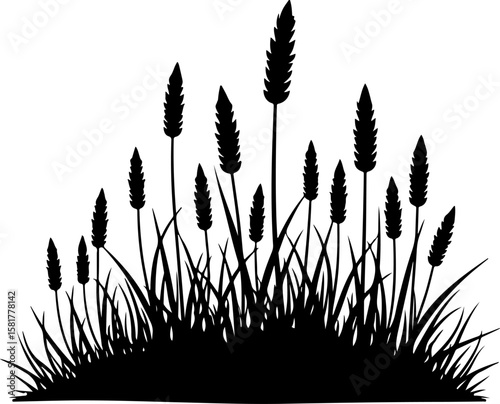 grass silhouette isolated on white. grass, field, nature, wheat, plant, sky, summer, sunset, agriculture, meadow, grain, blue, farm, green, cereal, landscape, crop, sun, yellow, rural, corn, wind, aut