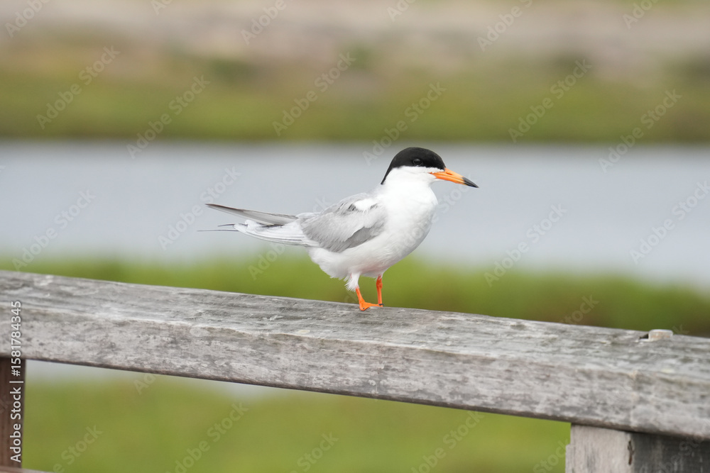 Obraz premium Royal Tern on a fence