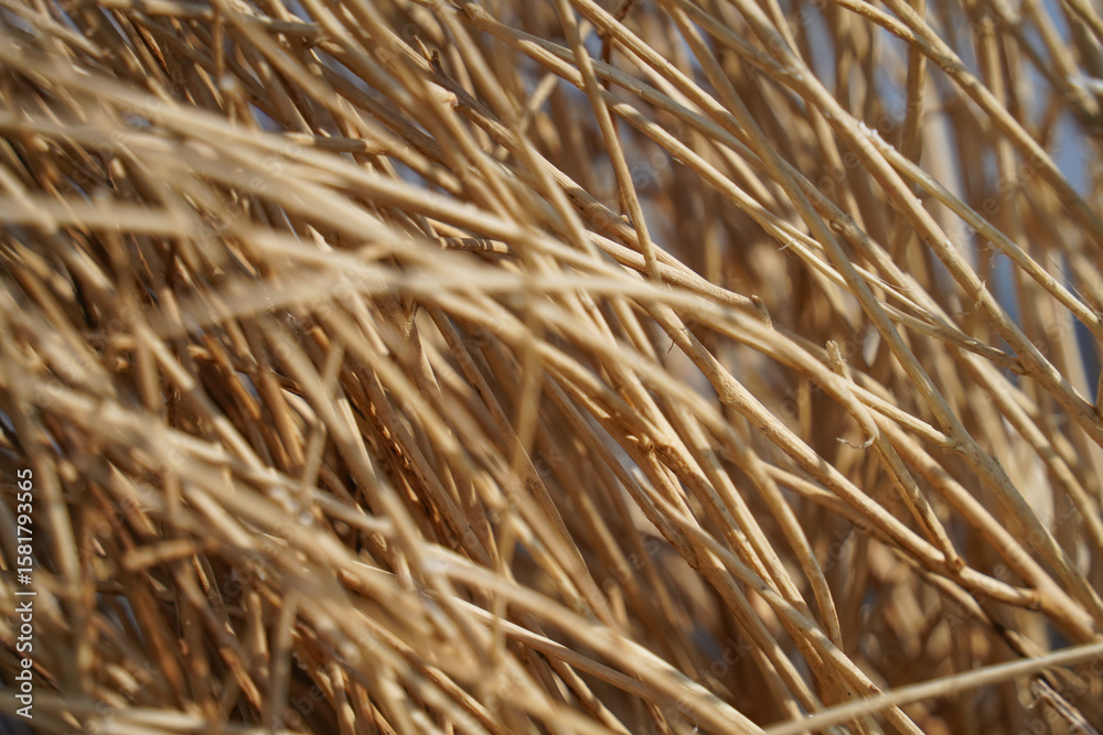 Fototapeta premium dry grass background straw