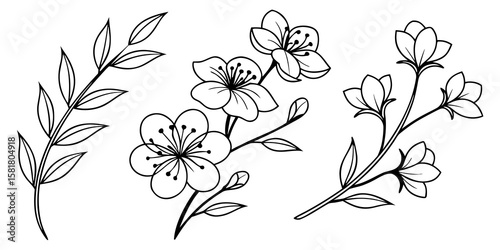 Collection of floral vector line drawings white and black outlines with delicate leaves. Minimalist line art illustration isolated  background.