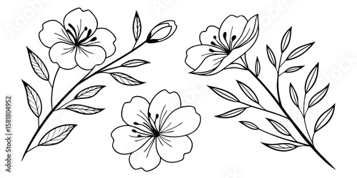 Collection of floral vector line drawings white and black outlines with delicate leaves. Minimalist line art illustration isolated  background.