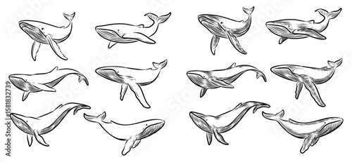 Line Art Vector of Whale for your art work.The EPS file is vector and can be edited for shape, layout, and color.