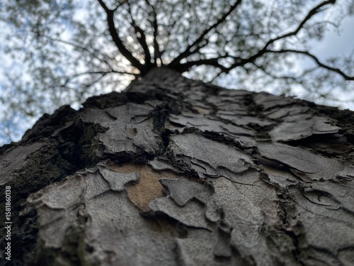 Árbol, tronco, ramas, tree, trunk, branches