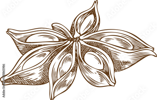 Anise star engraved sketch vector icon, hand drawn aromatic spice plant, dry flavor condiment, mulled wine ingredient