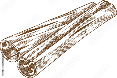 Rolled sticks of cinnamon engraved sketch, vector hand drawn aromatic spice, dry flavor condiment mulled wine ingredient