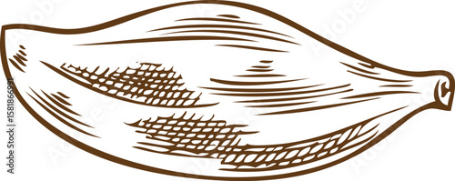 Thyme plant leaf engraved sketch, vector hand drawn fragrant herbal tea or condiment foliage, mulled wine ingredient