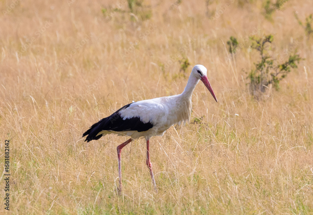 Obraz premium A Ciconia ciconia (white stork) bird walking in the field