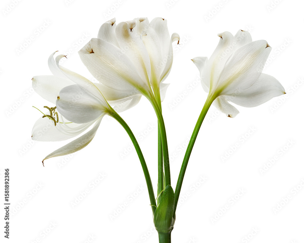 Obraz premium Crinum moorei flowers, Natal Lily, White Lily isolated on white background 